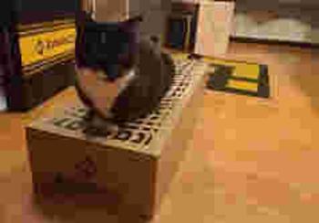 THE•BINANCE•CAT
