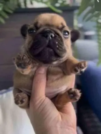 BABY•FRENCHIE•DOG