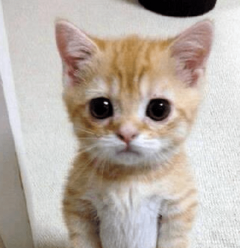 MEOW•MEOOW•MEOW