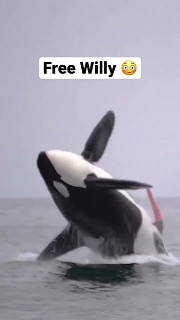 FREE•YOUR•WILLY