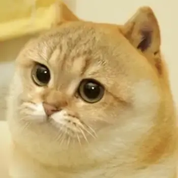 CATS•DAO•MEMECOIN