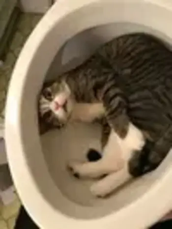 CAT•IN•THE•TOILET