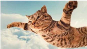 EL•GATO•VOLADOR