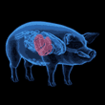 XENOTRANSPLANTATION