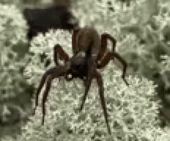 FRACTAL•SPIDER