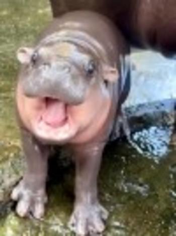 MOO•DENG•HIPPO
