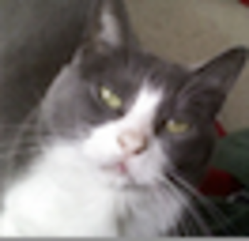 BOUNCE•THE•BITCOIN•CAT