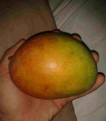 MANGO•MANGO•MANGO