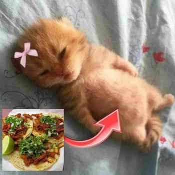 SMOL•SILLY•CAT