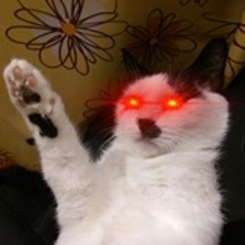 CATDOLF•KITLER