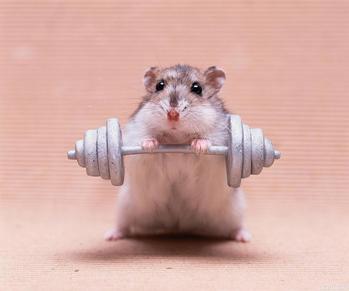 HAMSTER•ON•STEROIDS