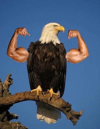 BALDEAGLEUSA