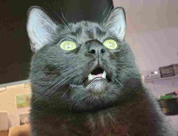 BINX•HELL•MONEY•CAT
