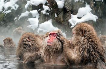 Legendary Snow Monkeys 币种