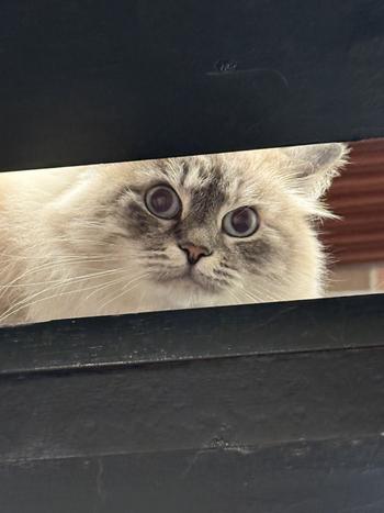 Token Dima'a cat