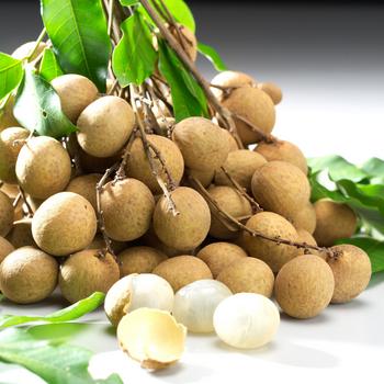 Токен Magic Longan Tree