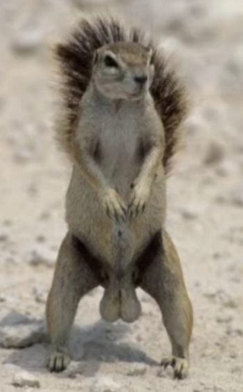 Nuts Out for Peanut 幣種