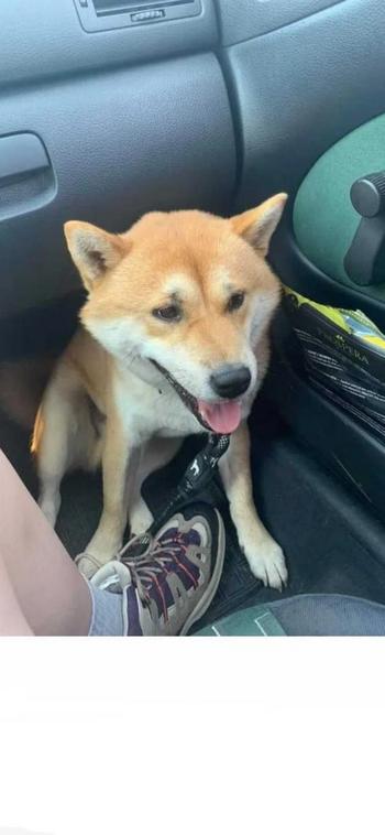 First Shiba Bought With DOGE 幣種