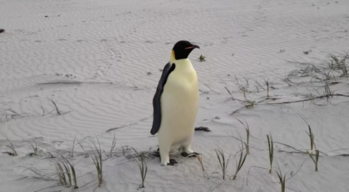 Token Penguin James Cook