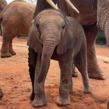 Token Sheldrick Baby Elephant