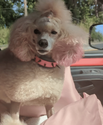 Token #1 Viral TikTok Pink Poodle