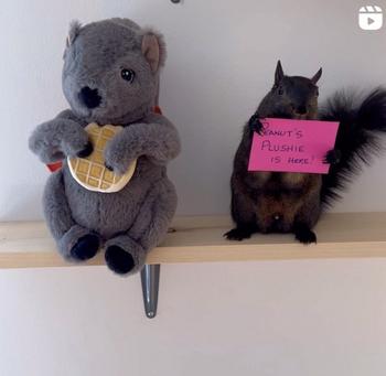 Token Peanut Squirrel Plush