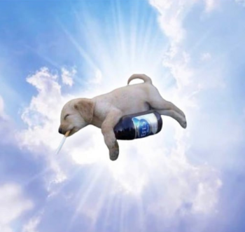 high on life dog 幣種