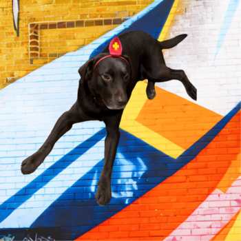 Jeton Graffiti Dog