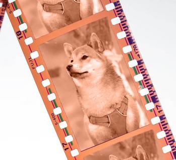 Token Film Dog