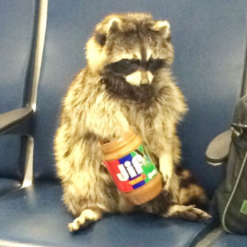 token Raccoon Wif Jif