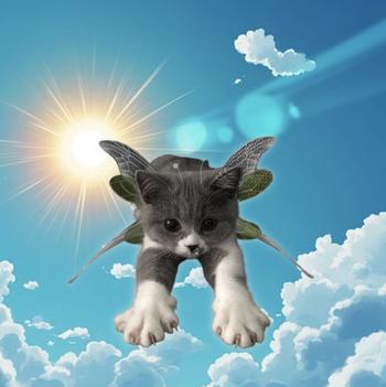 super butterfly cat⠀⠀⠀⠀⠀⠀⠀⠀⠀⠀⠀⠀⠀⠀⠀⠀⠀⠀⠀⠀⠀⠀⠀⠀⠀⠀⠀⠀⠀⠀⠀⠀⠀⠀⠀⠀⠀JCR692DXv5Q1WigW8qLGnjzLL55JTkxTXurTdL7rpump Token