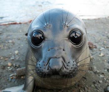 Токен EYE OF SEAL