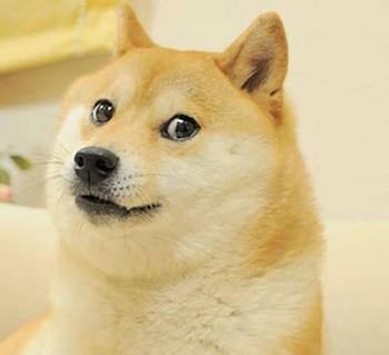 token doge1000