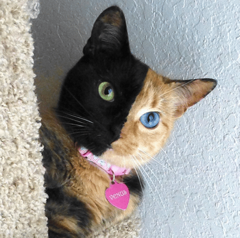 Token 50% Guilty cat