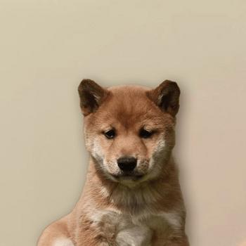 token First Domesticated Animal