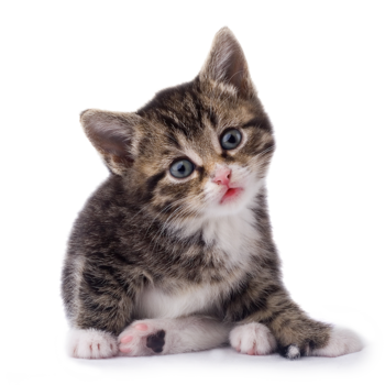 Token Cat