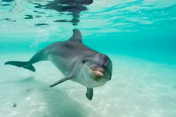 Lonely dolphin Token