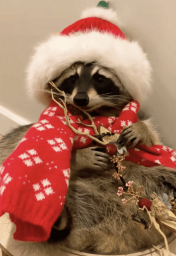 Token #1 TikTok Christmas Raccoon