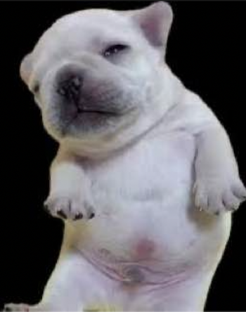 Pibble 币种