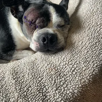 No Eyed Dog Token