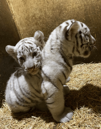 Token babytra- tiger name