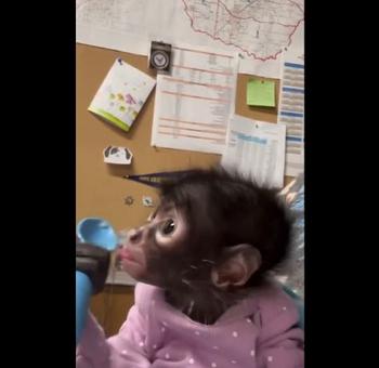 Monkey Bussines 币种