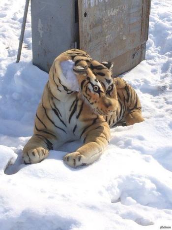 Token tigre