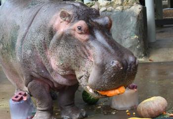 OLDEST HIPPO IN THE WORLD 幣種