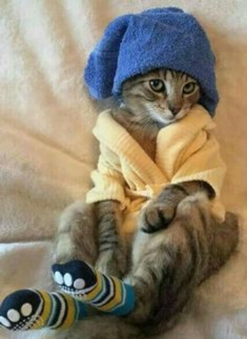spa cat 币种