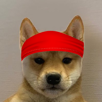 Dog Wif Band 幣種