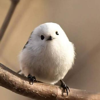 token No.1 cutest bird in japan