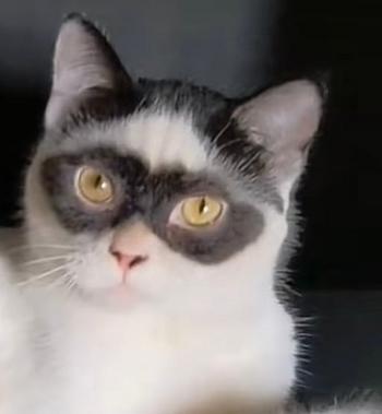 Token WATCH THIS CAT SEND