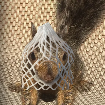 Токен wrapped pnut 