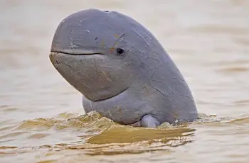 Токен Smiling Dolphin
